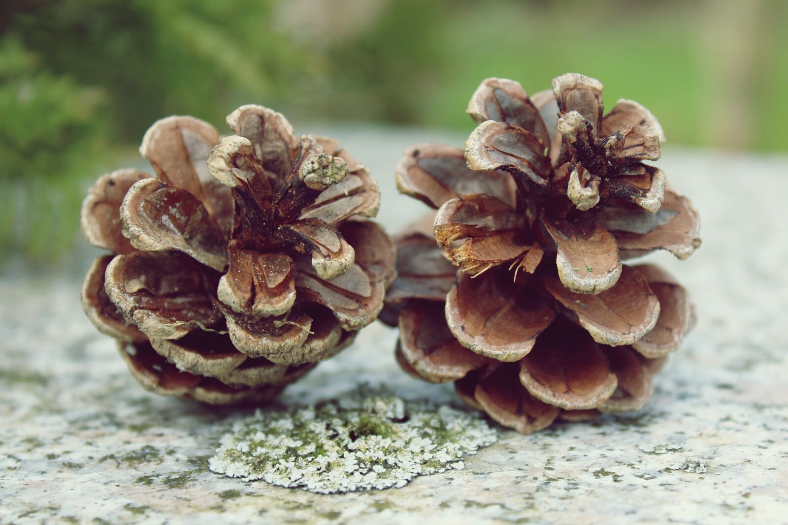 Canon EOS 1200D (EOS Rebel T5 / EOS Kiss X70 / EOS Hi) sample photo. Pine cones, tap, nature photography
