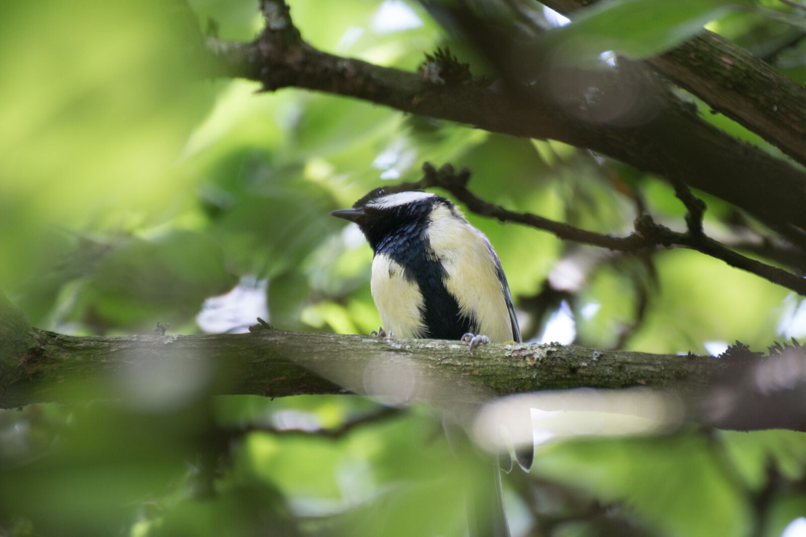 Canon EOS 70D sample photo. Bird, tree, feather photography