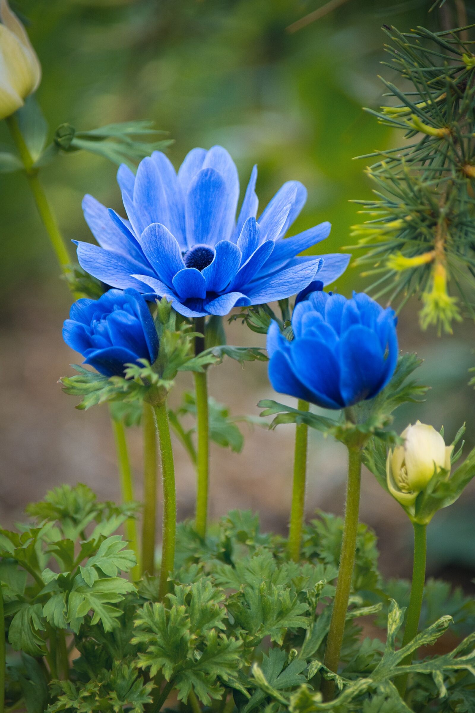 Nikon D7100 sample photo. Anemones, flowers, blue photography