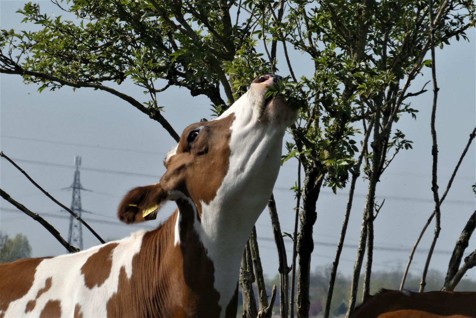 Panasonic Lumix DC-ZS70 (Lumix DC-TZ90) sample photo. Cow, food, leaves photography