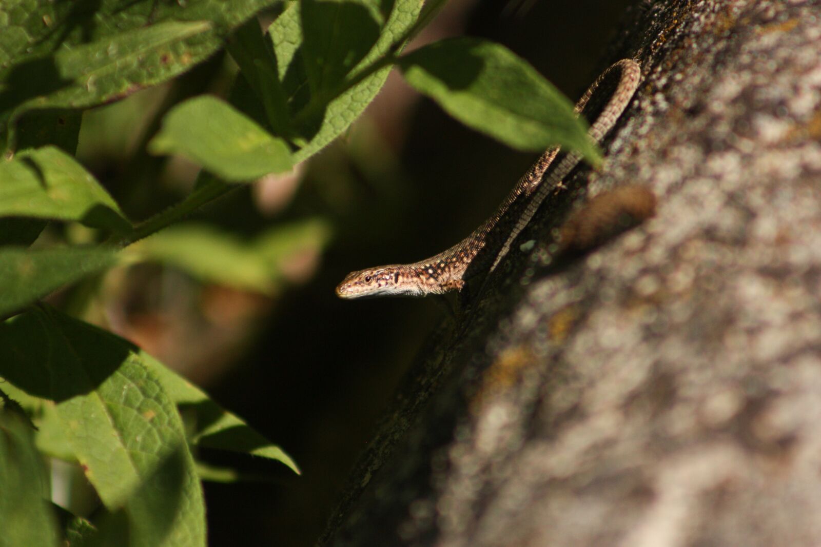 Canon EOS 450D (EOS Rebel XSi / EOS Kiss X2) sample photo. Wildlife, lizard, iguana photography