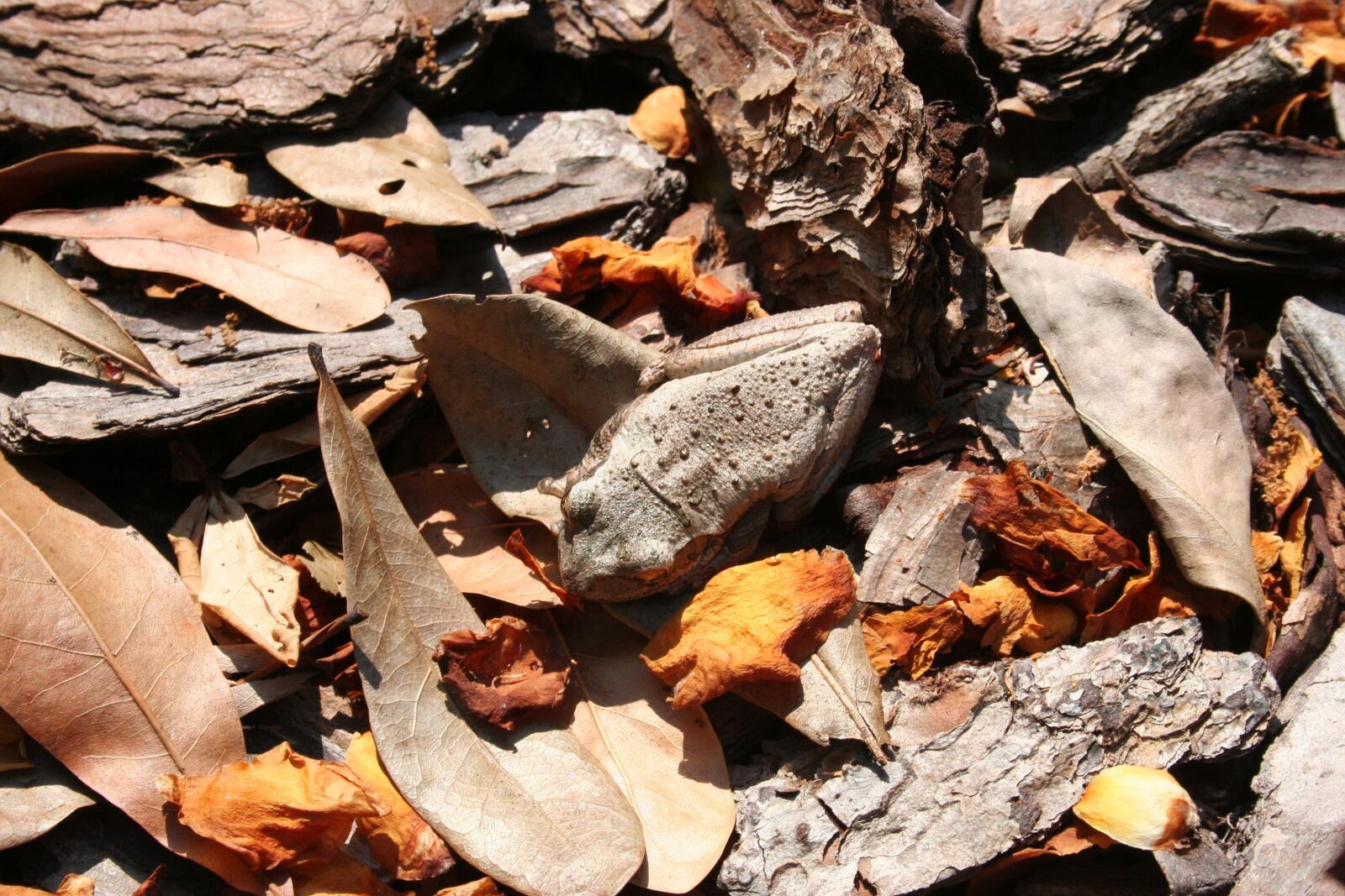 Canon EOS 350D (EOS Digital Rebel XT / EOS Kiss Digital N) sample photo. Frog, camouflage, leaves photography