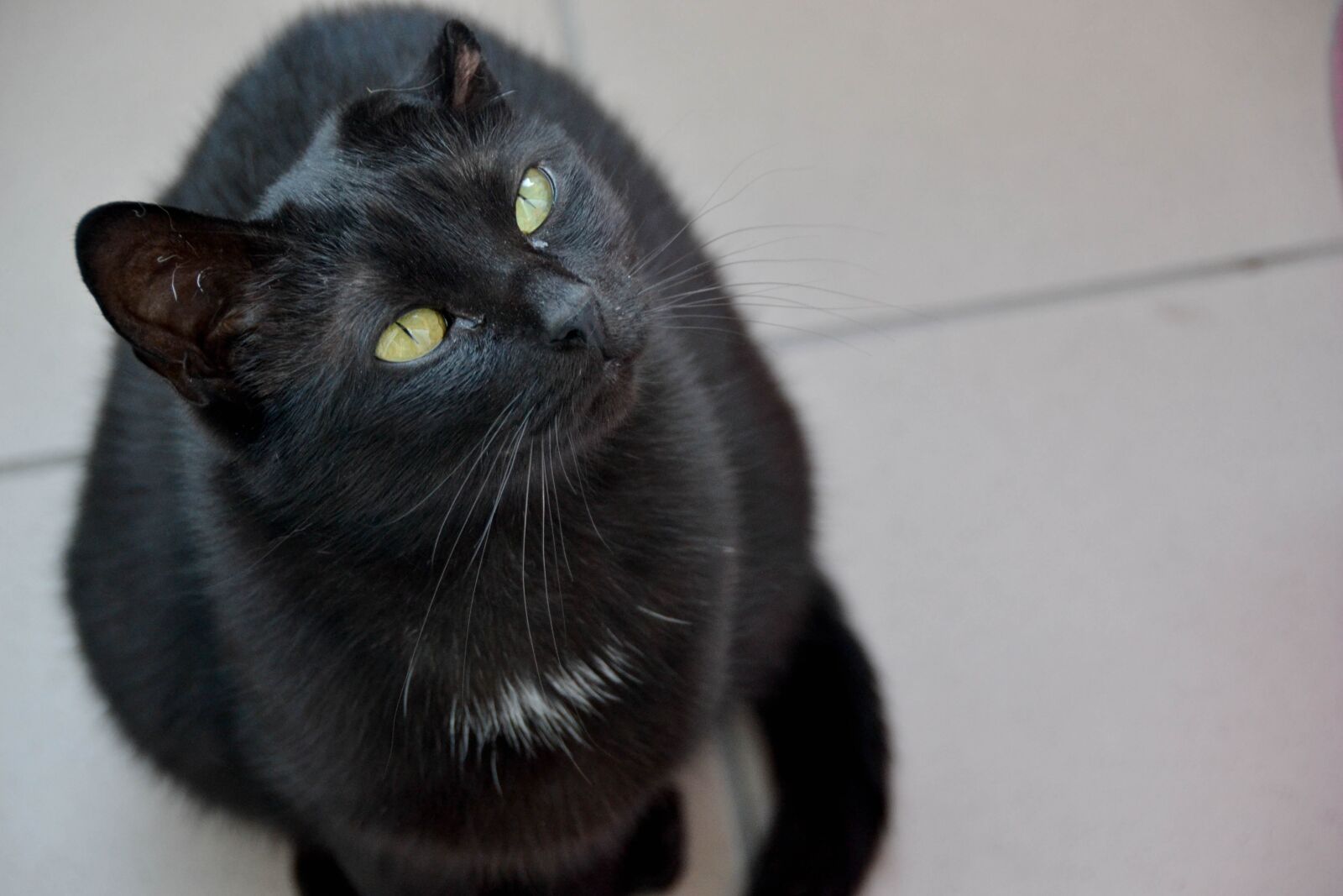 Nikon D3100 sample photo. Cat, black cat, cat's photography