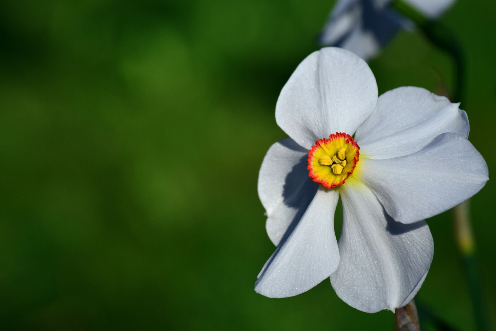 Nikon D3300 sample photo. Narcissus, white, blossom photography