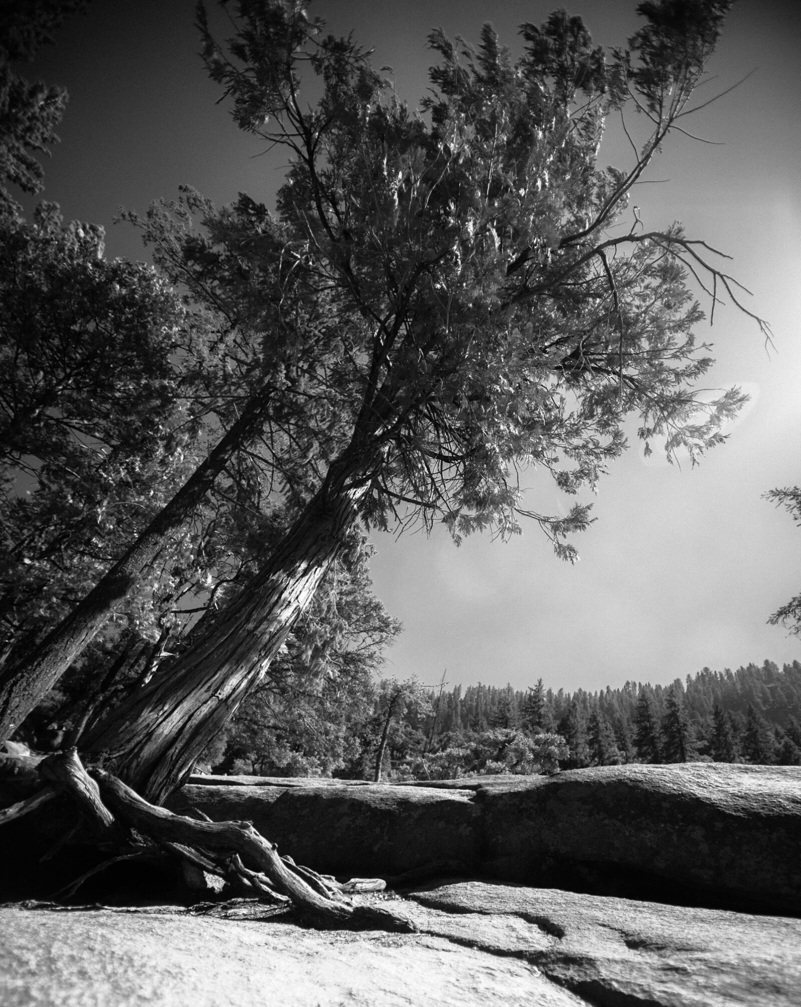 Canon EOS 5D Mark II sample photo. Yosemite, mountains, forest photography