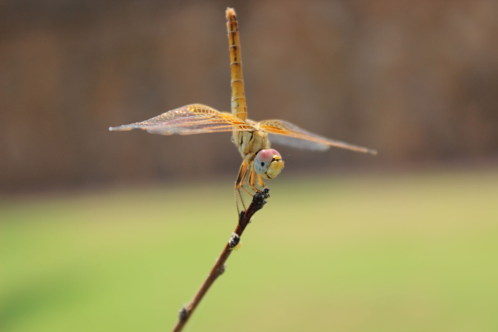 Canon EOS 600D (Rebel EOS T3i / EOS Kiss X5) sample photo. Nature, outdoors, insect, dragonfly photography