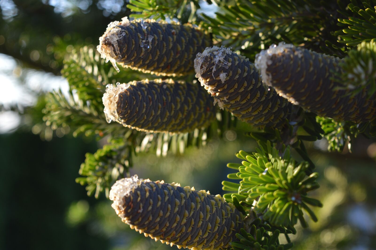 Nikon D3200 sample photo. Cone, conifer, branch photography