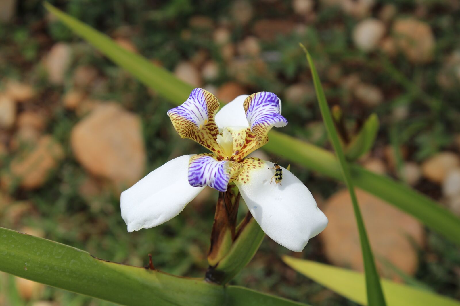 Canon EOS 1300D (EOS Rebel T6 / EOS Kiss X80) sample photo. Flower, insect, nature photography