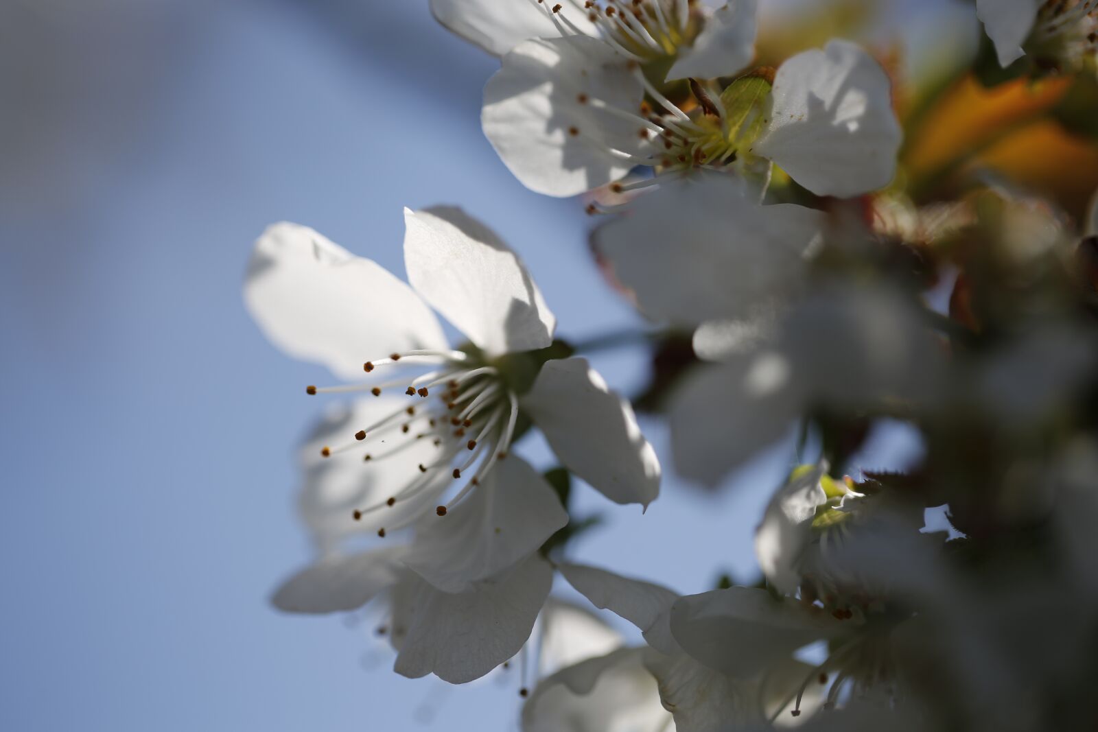 Canon EF 100mm F2.8L Macro IS USM sample photo. Cherry blossom, spring, cherry photography
