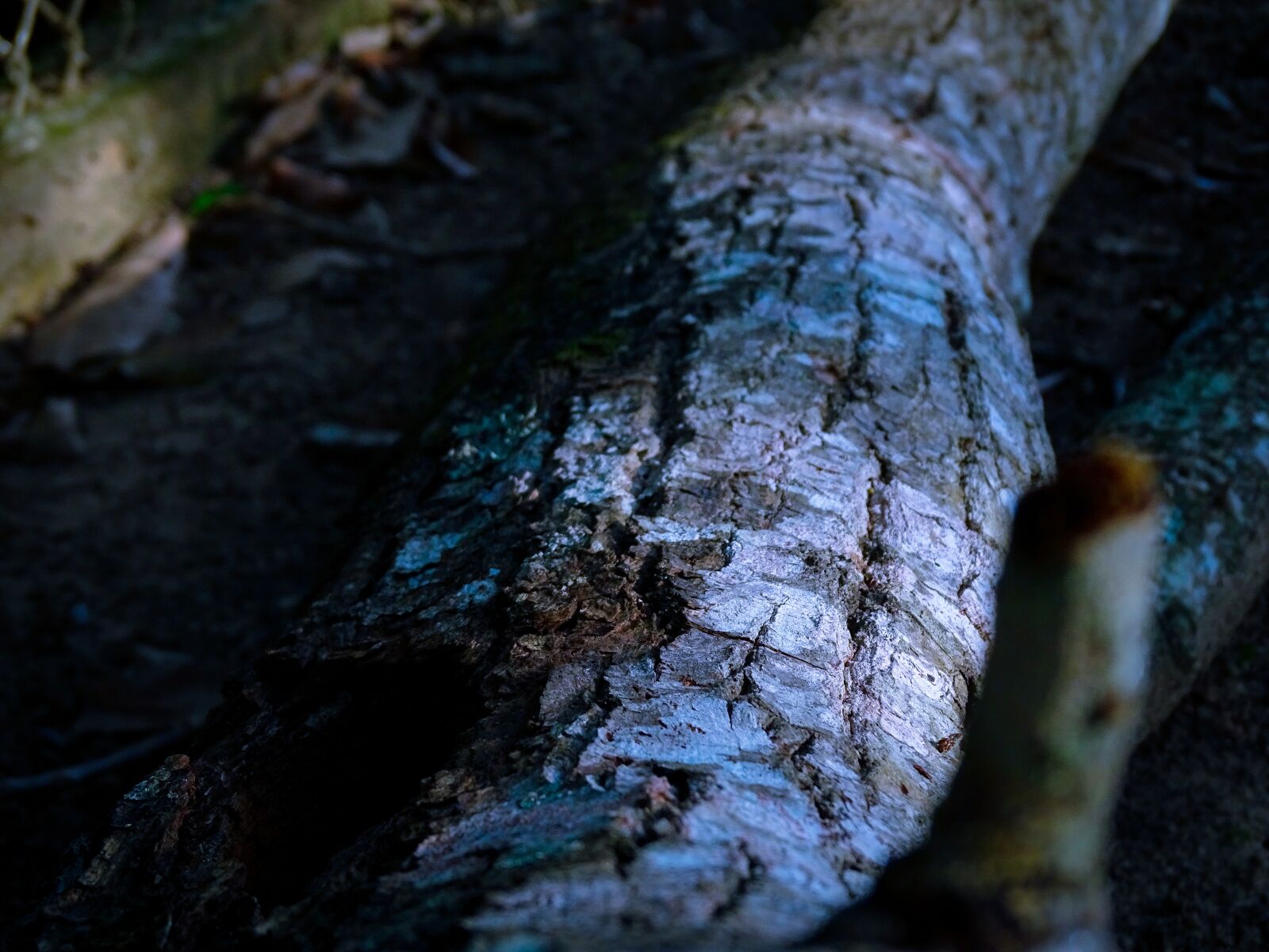 Sony Cyber-shot DSC-HX400V sample photo. Tree, trunk, bark photography