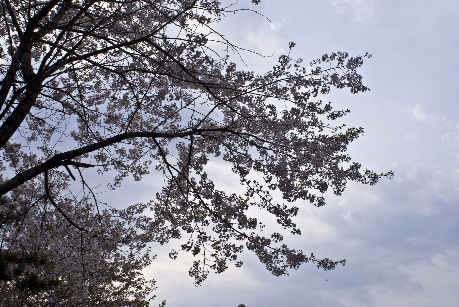 Sony Alpha DSLR-A300 sample photo. Flowers, spring, wood photography