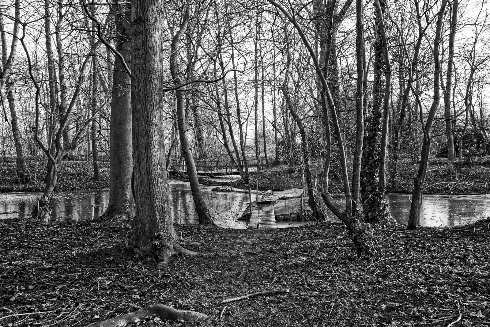Sony Cyber-shot DSC-RX100 sample photo. Tree, wood, pontoon photography