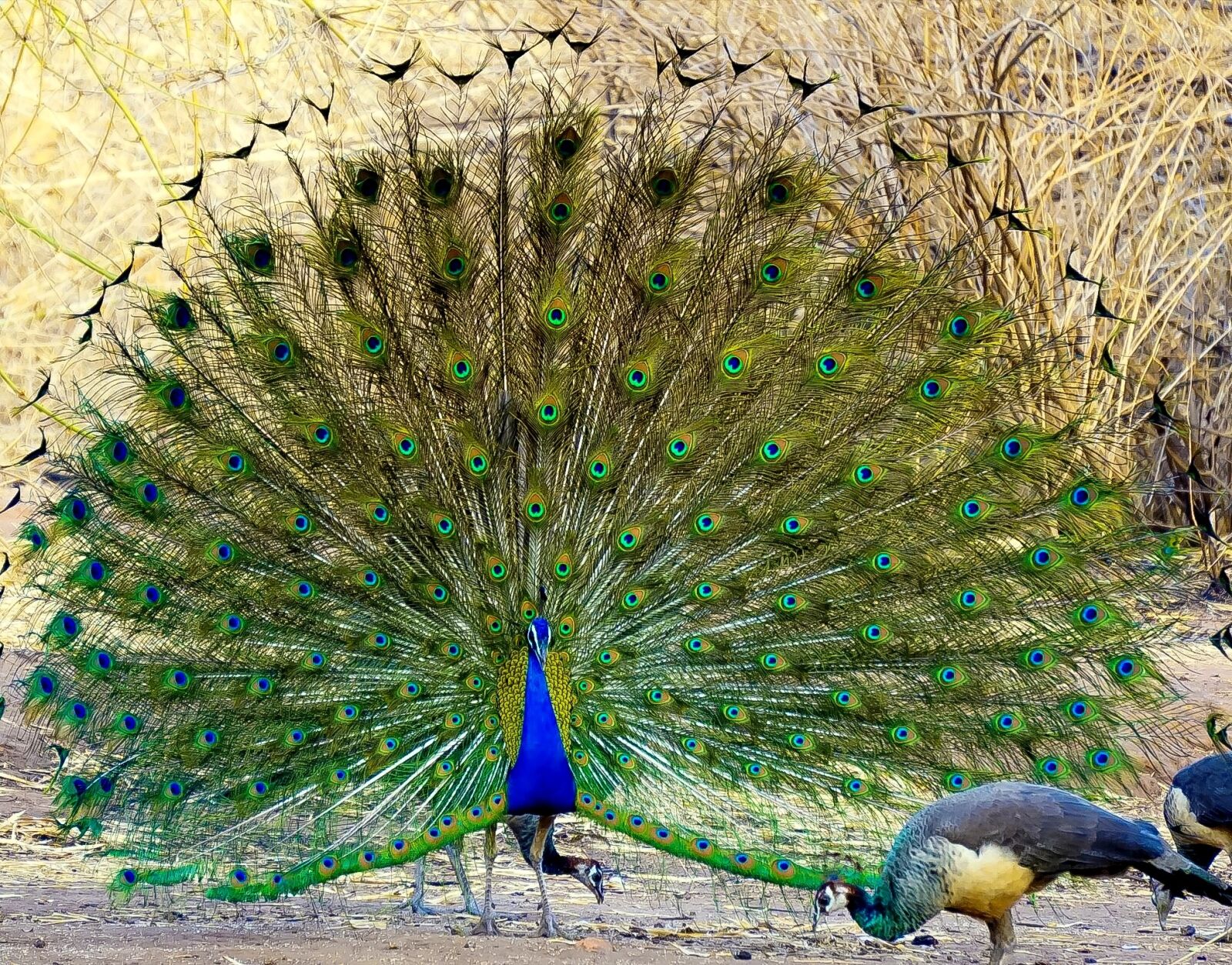 Sony a6000 sample photo. Peacock, bird, feather photography