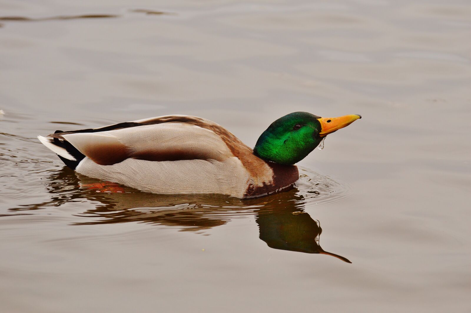 Nikon D3200 sample photo. Duck, water bird, poultry photography