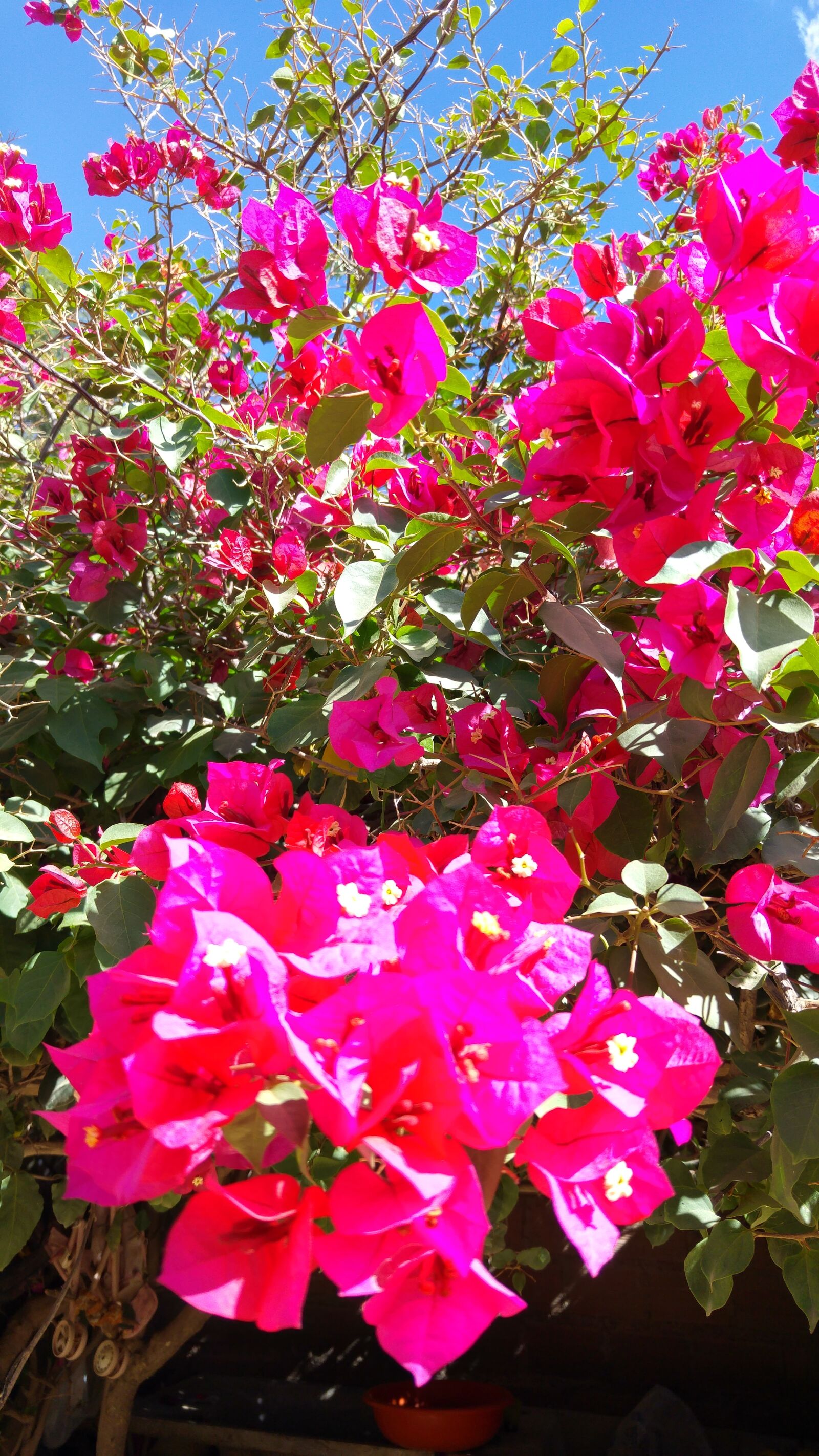 LG G4 sample photo. Flower, green, nature, pink photography