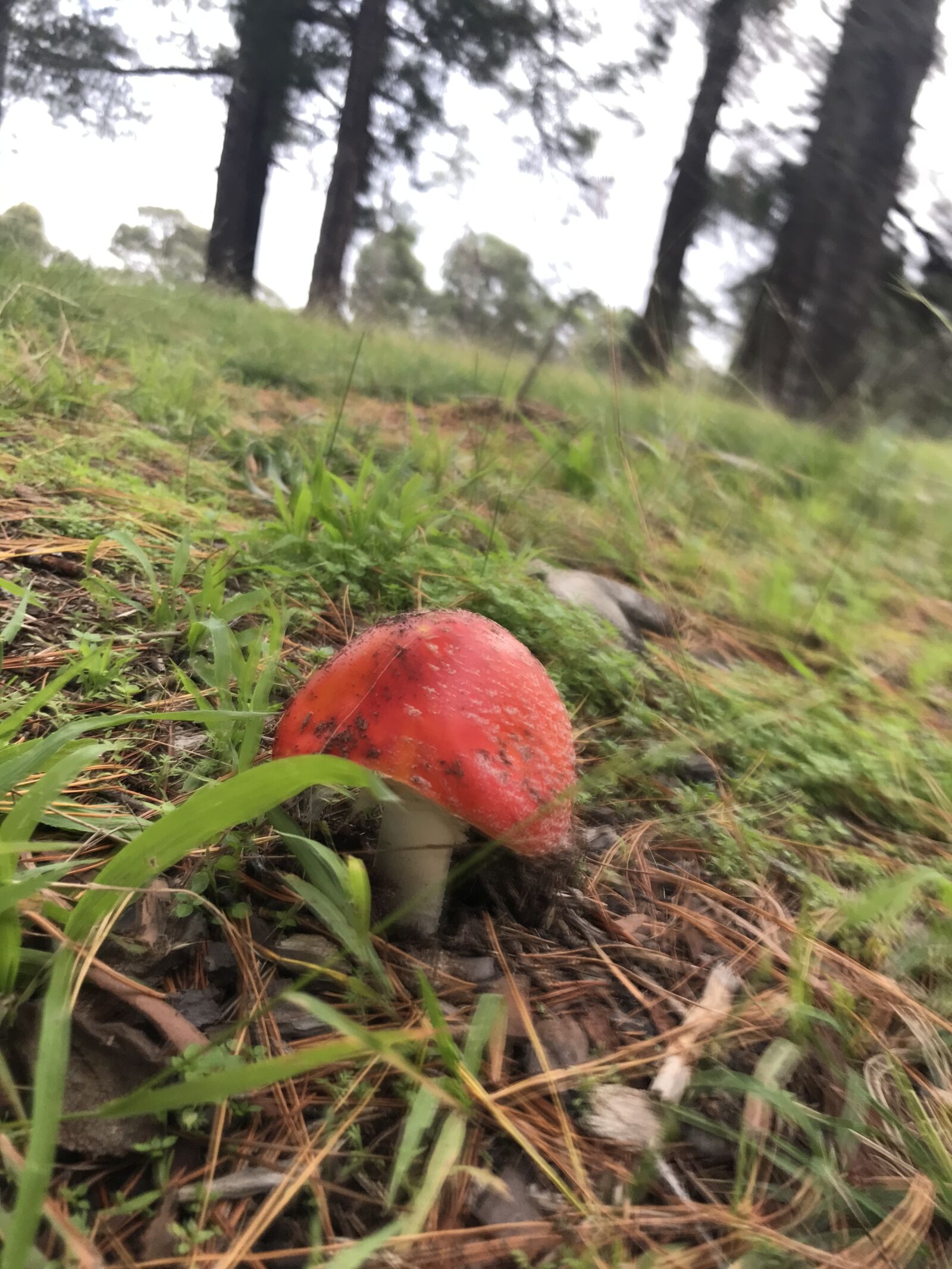 Apple iPhone 7 Plus sample photo. Mushroom, red, forest photography