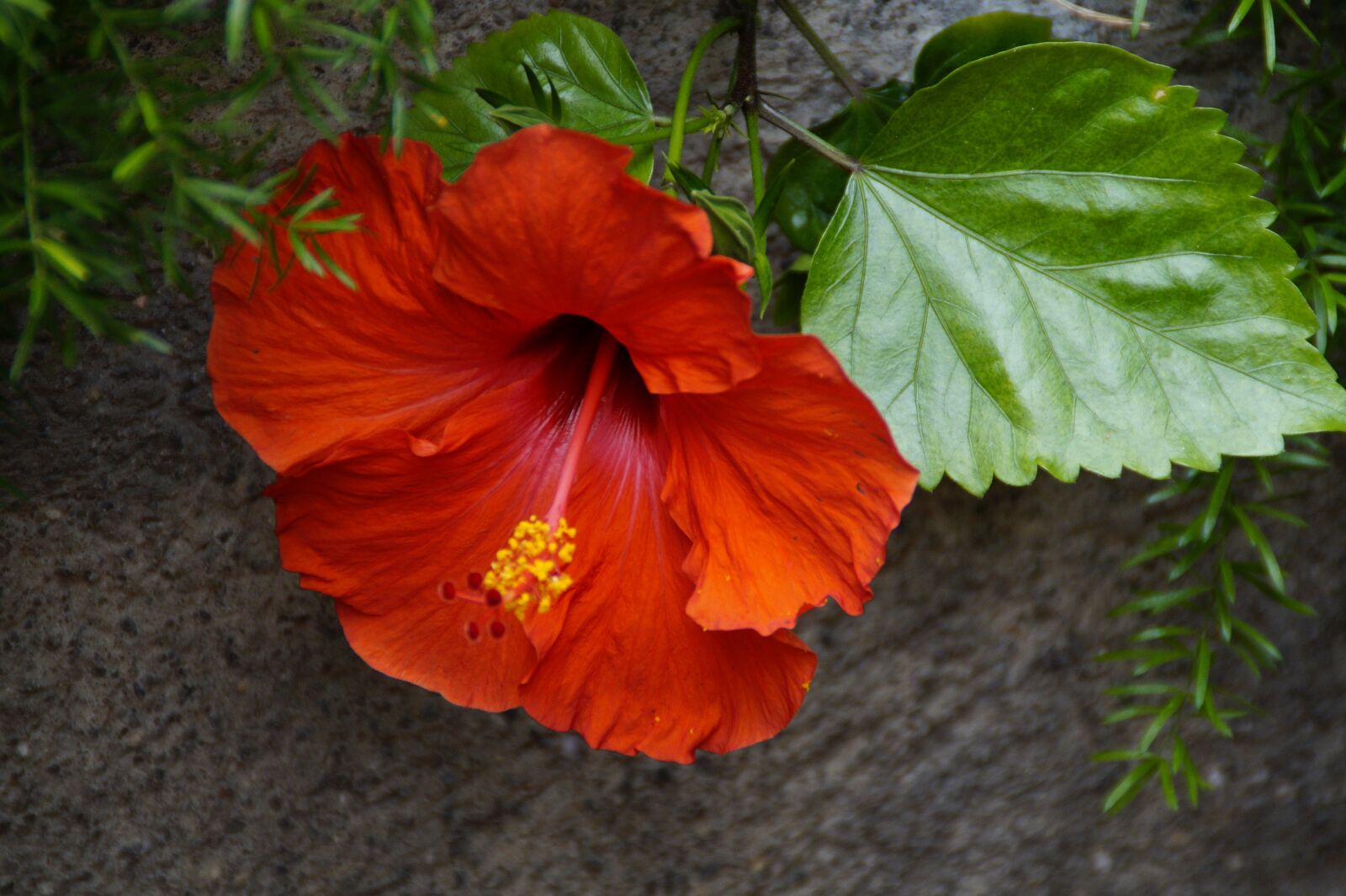 Sony SLT-A58 sample photo. Hibiscus, red, bloom photography