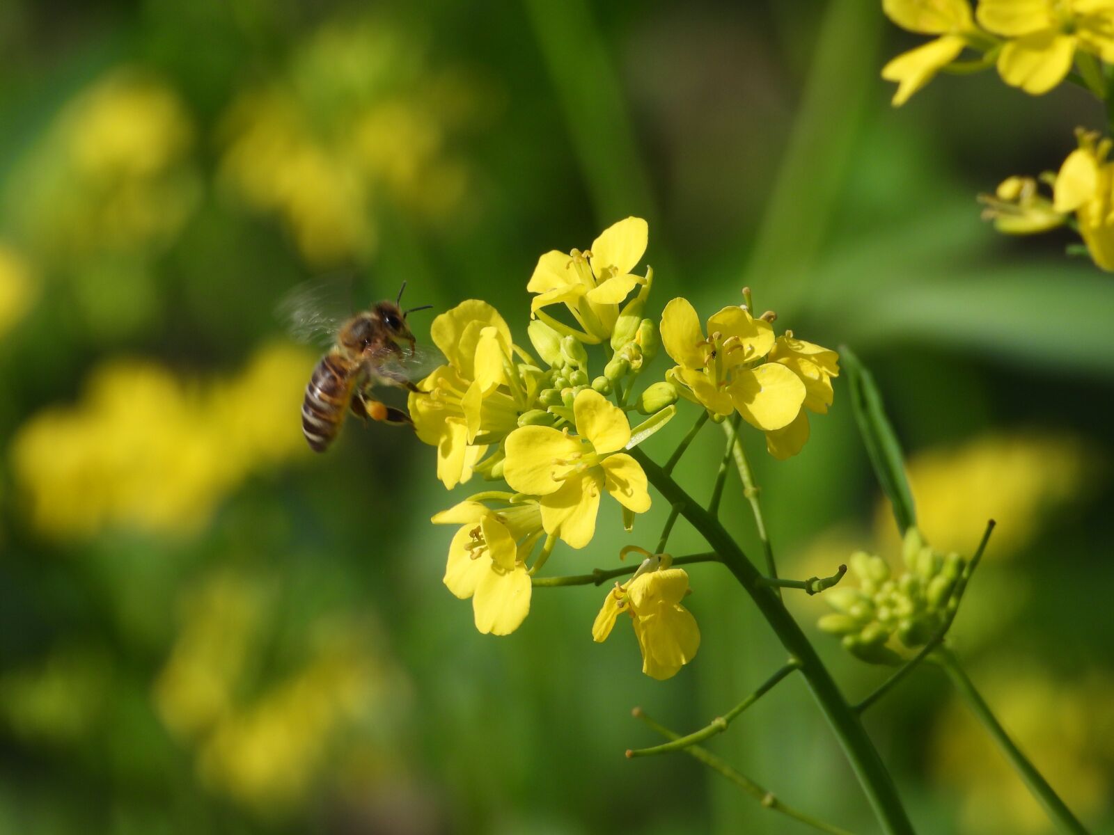 Nikon Coolpix P1000 sample photo. Rapeseed, the rape flower photography