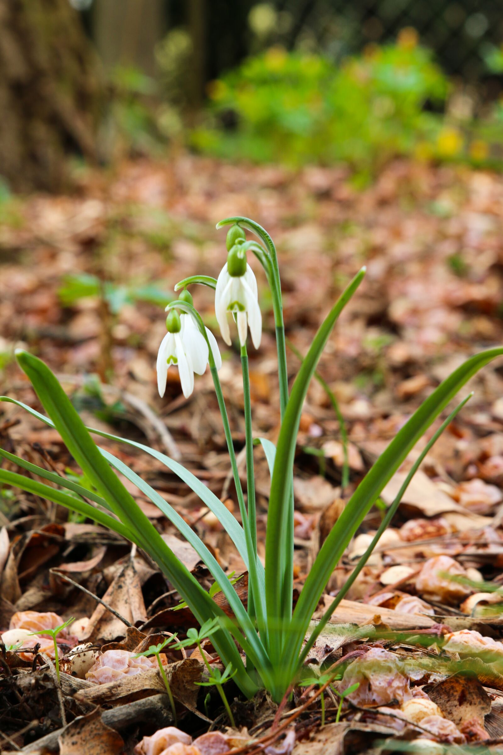 Canon EOS 70D sample photo. Snowdrop, spring, flower photography