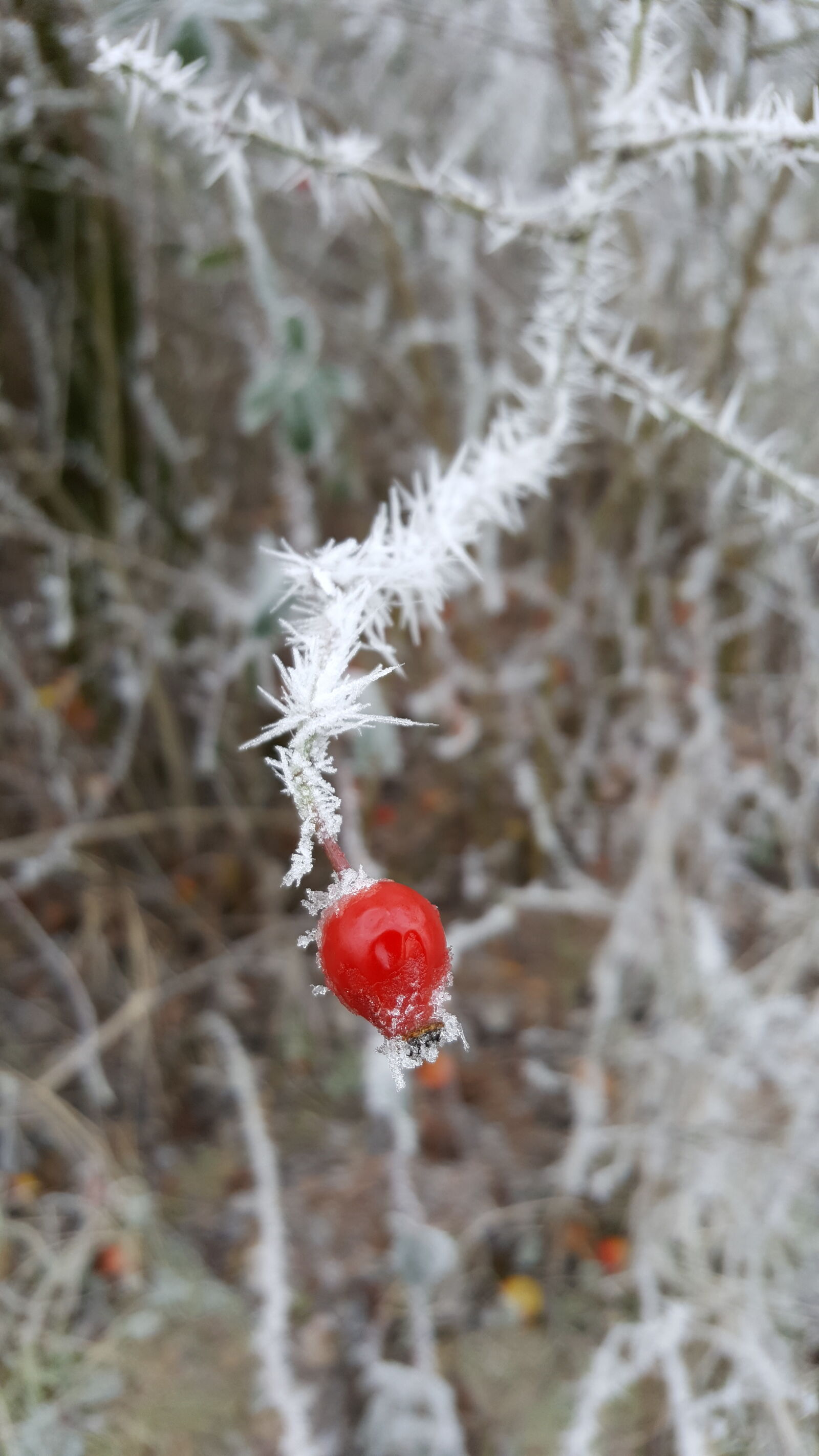 Samsung Galaxy S6 sample photo. Winter photography