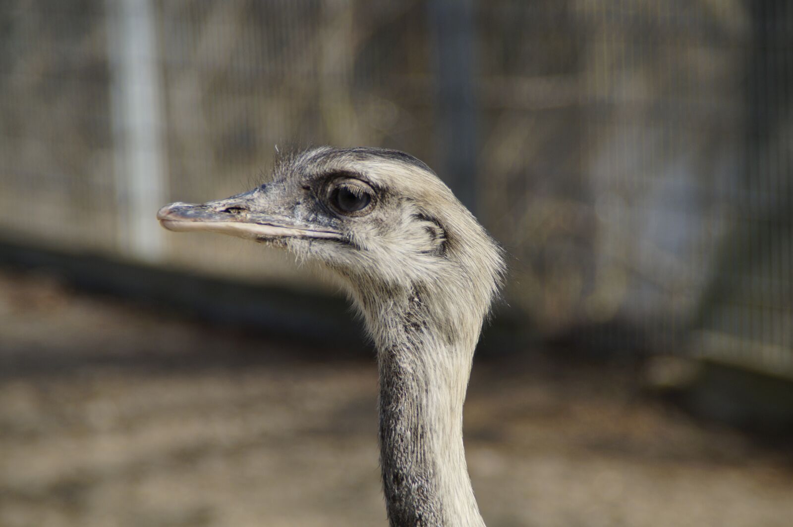 Sony SLT-A58 sample photo. Rhea bird, bird, flightless photography