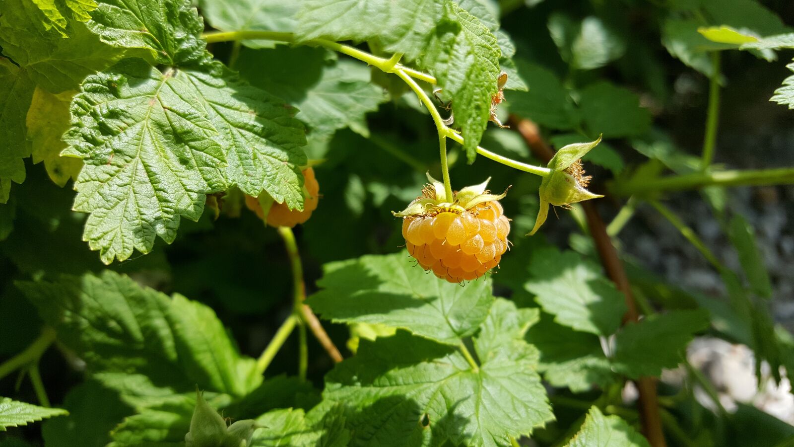 Samsung Galaxy S6 sample photo. Raspberry, yellow, healthy photography