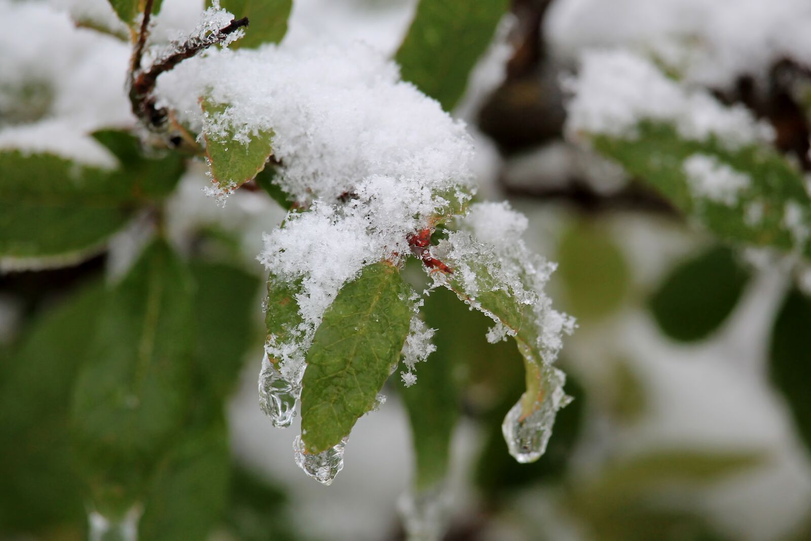 Canon EF-S 55-250mm F4-5.6 IS STM sample photo. Winter, leaves, snow photography