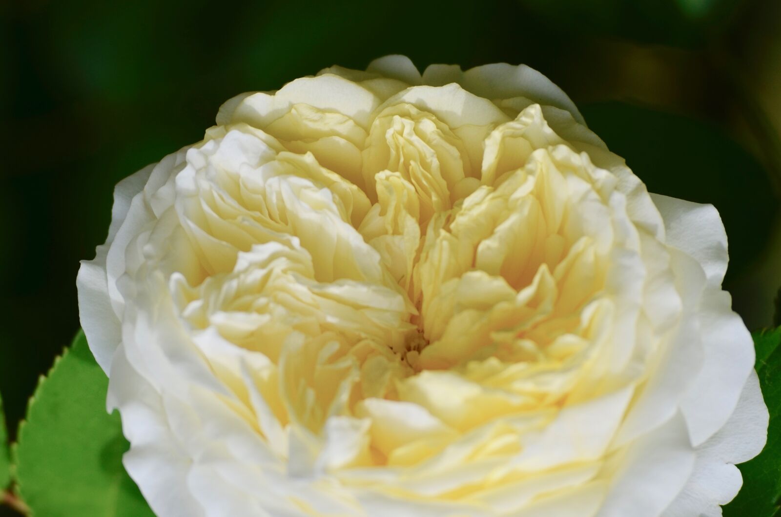 Nikon D5100 sample photo. Rose, blossom, bloom photography