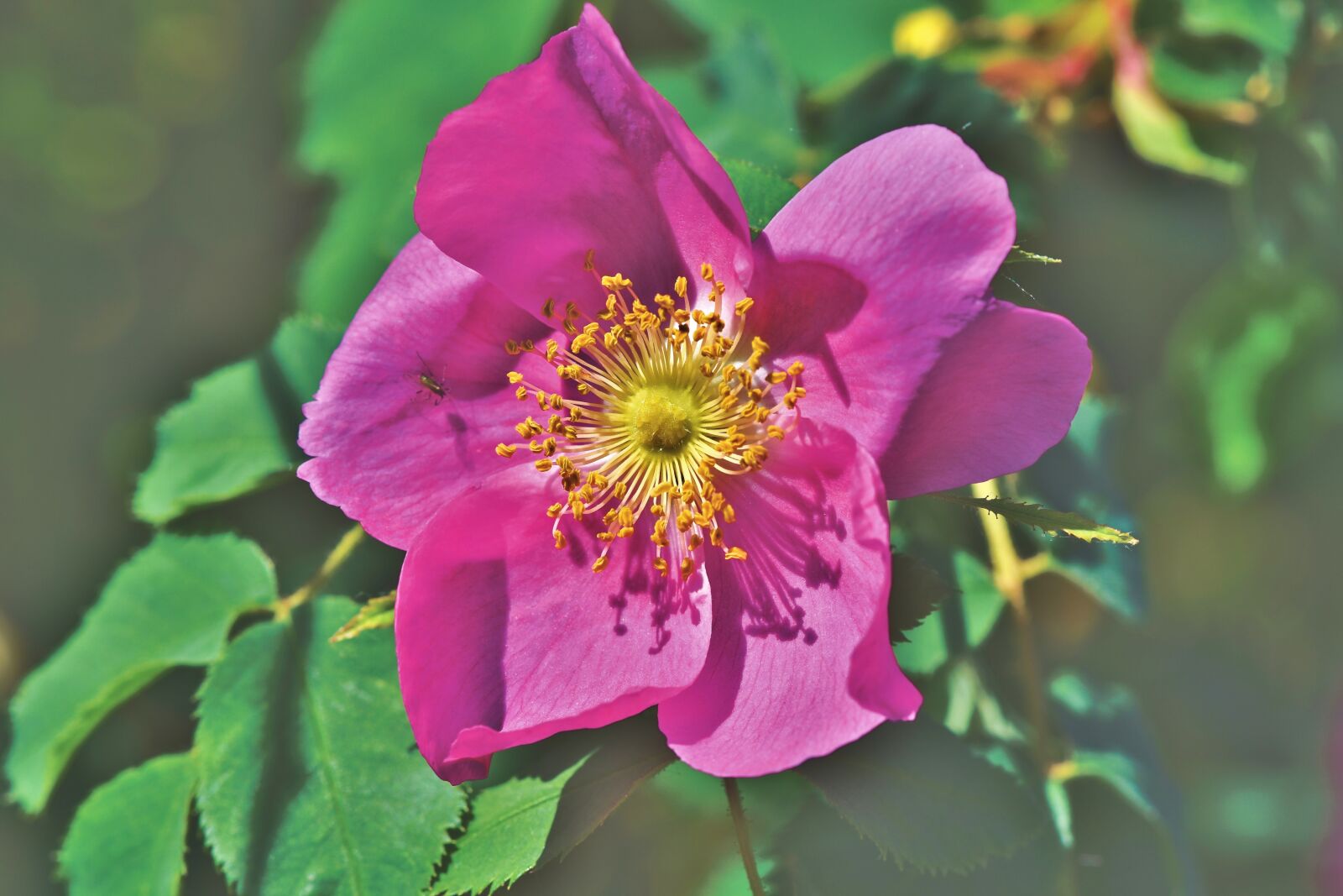 Nikon D7200 sample photo. Anemone, florets, blossom photography