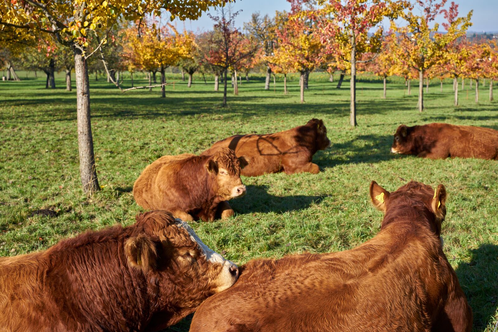 Tamron 28-75mm F2.8 Di III RXD sample photo. Cattle, cow, agriculture photography