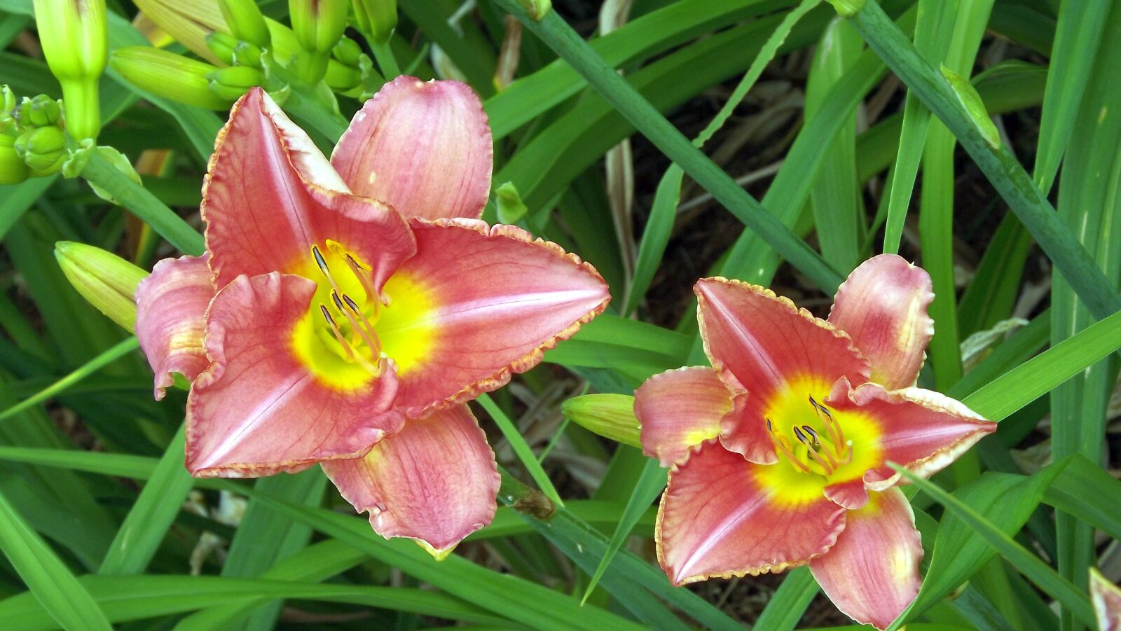 Fujifilm FinePix S3400 sample photo. Flowers, daylilies, two-tone photography
