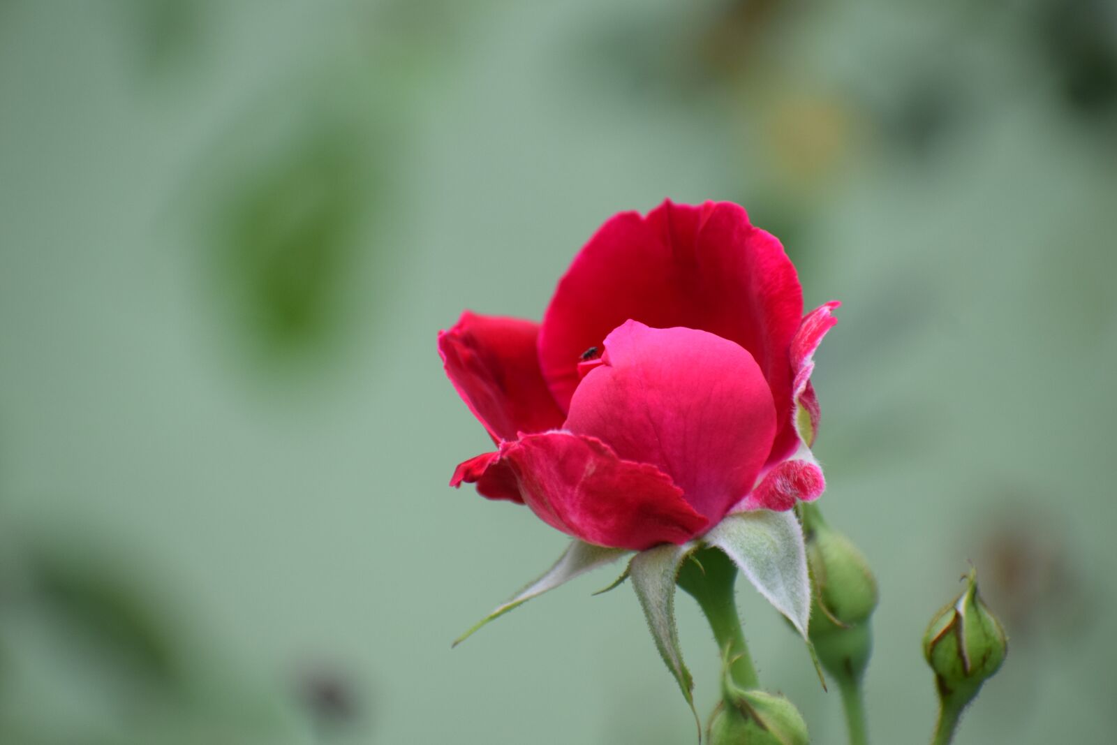 Nikon D3300 sample photo. Rose, flower, nature photography