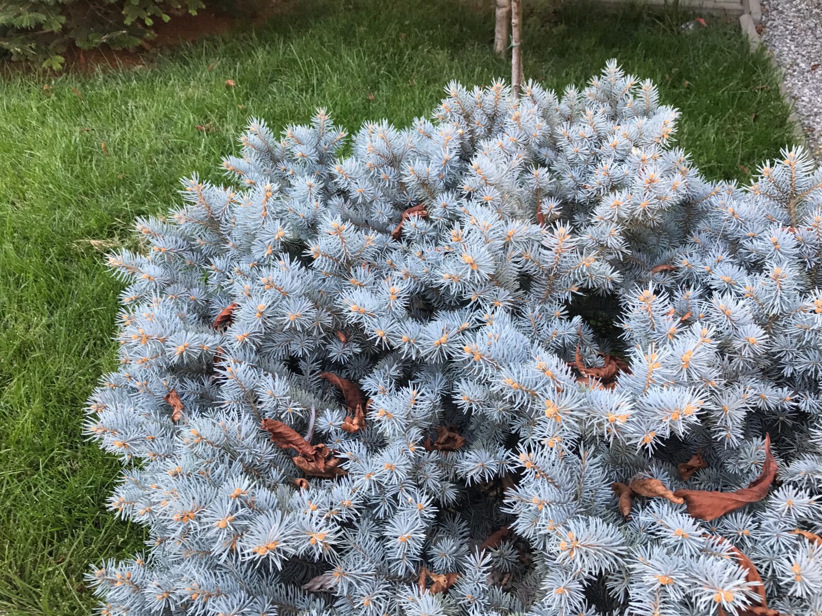 iPhone 7 back camera 3.99mm f/1.8 sample photo. Columbian, spruce, coniferous, garden photography