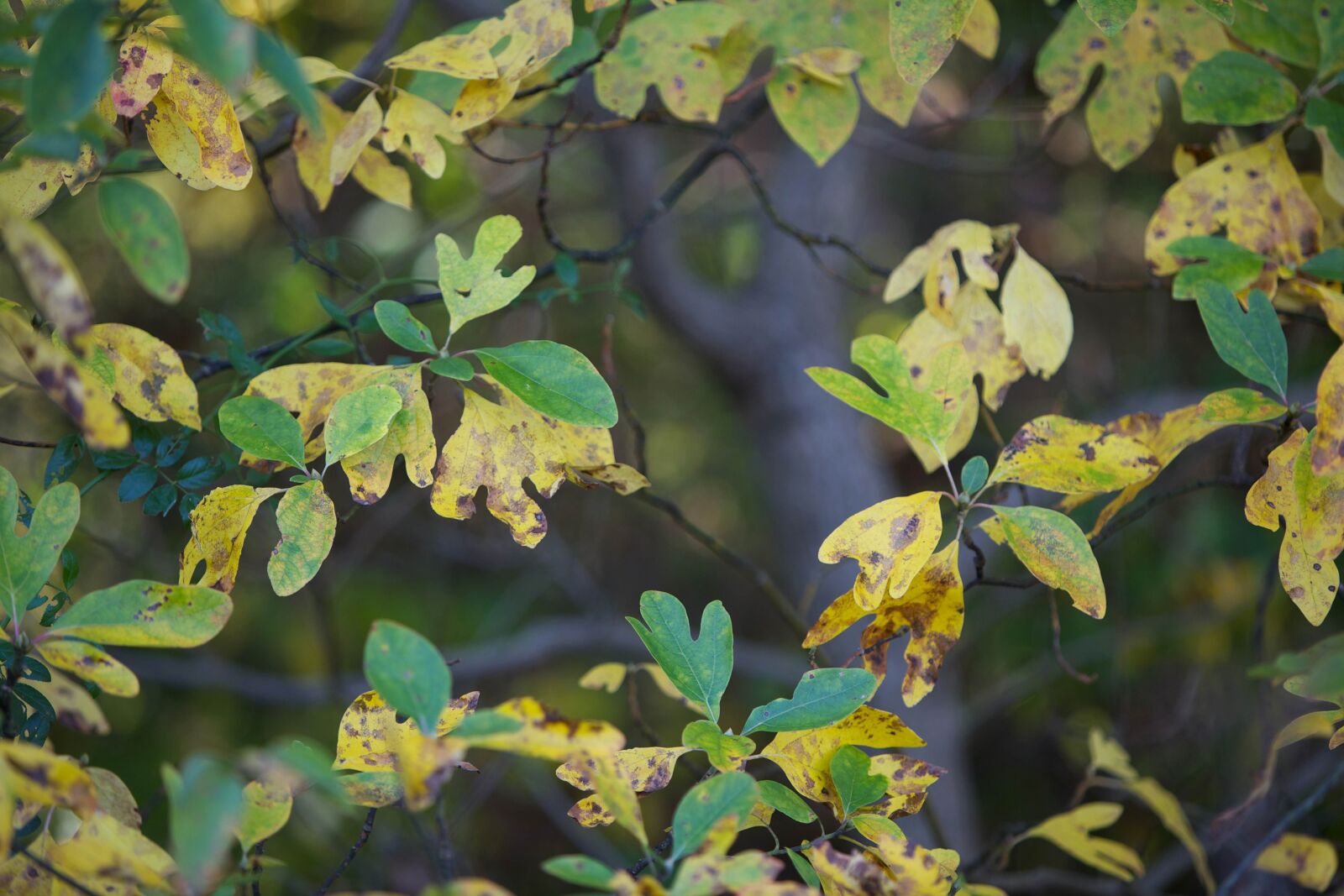 Canon EOS 5D Mark II sample photo. Fall, sassafrass, leaves, plant photography