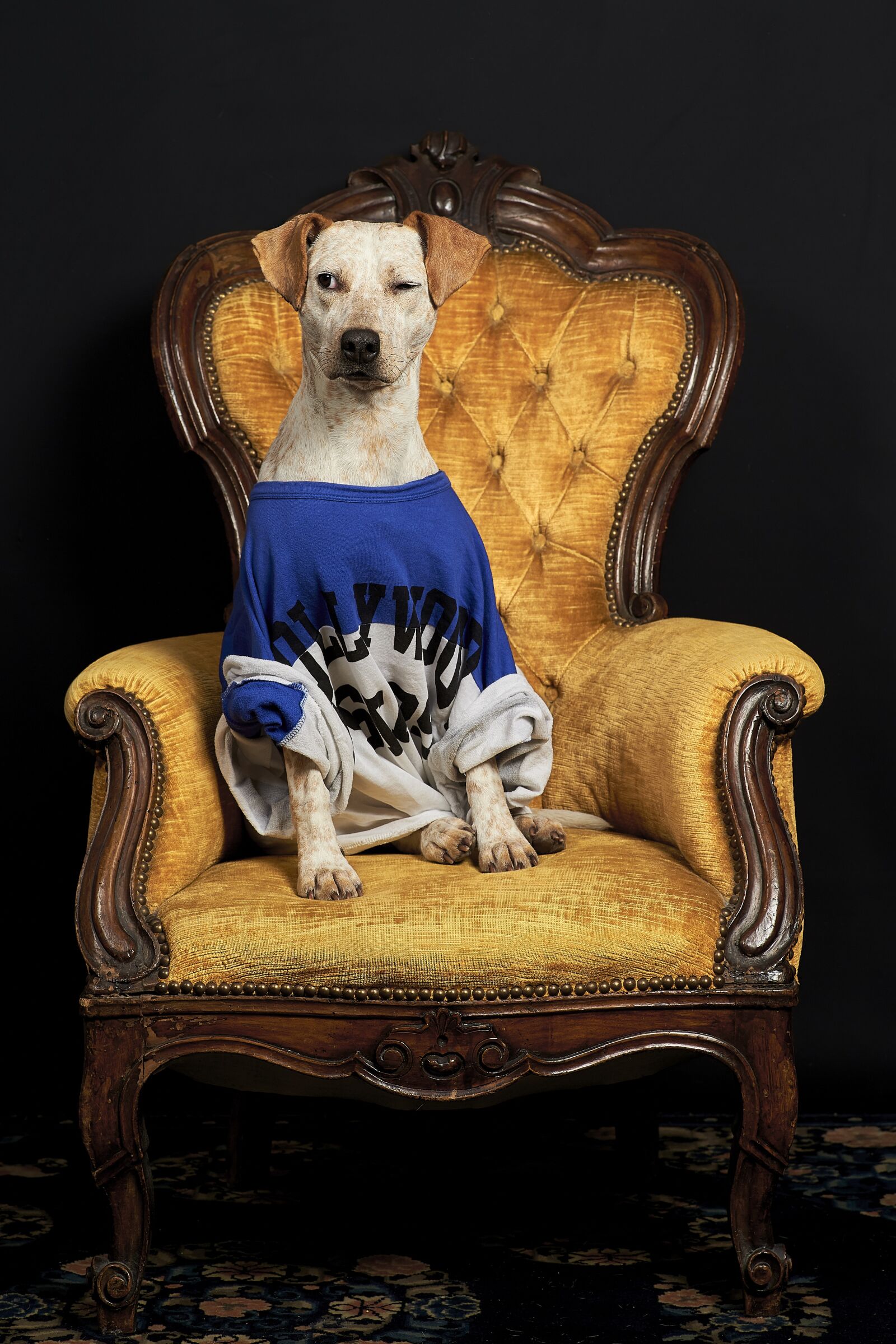 Canon EOS-1D X sample photo. Dog, animal, laying photography