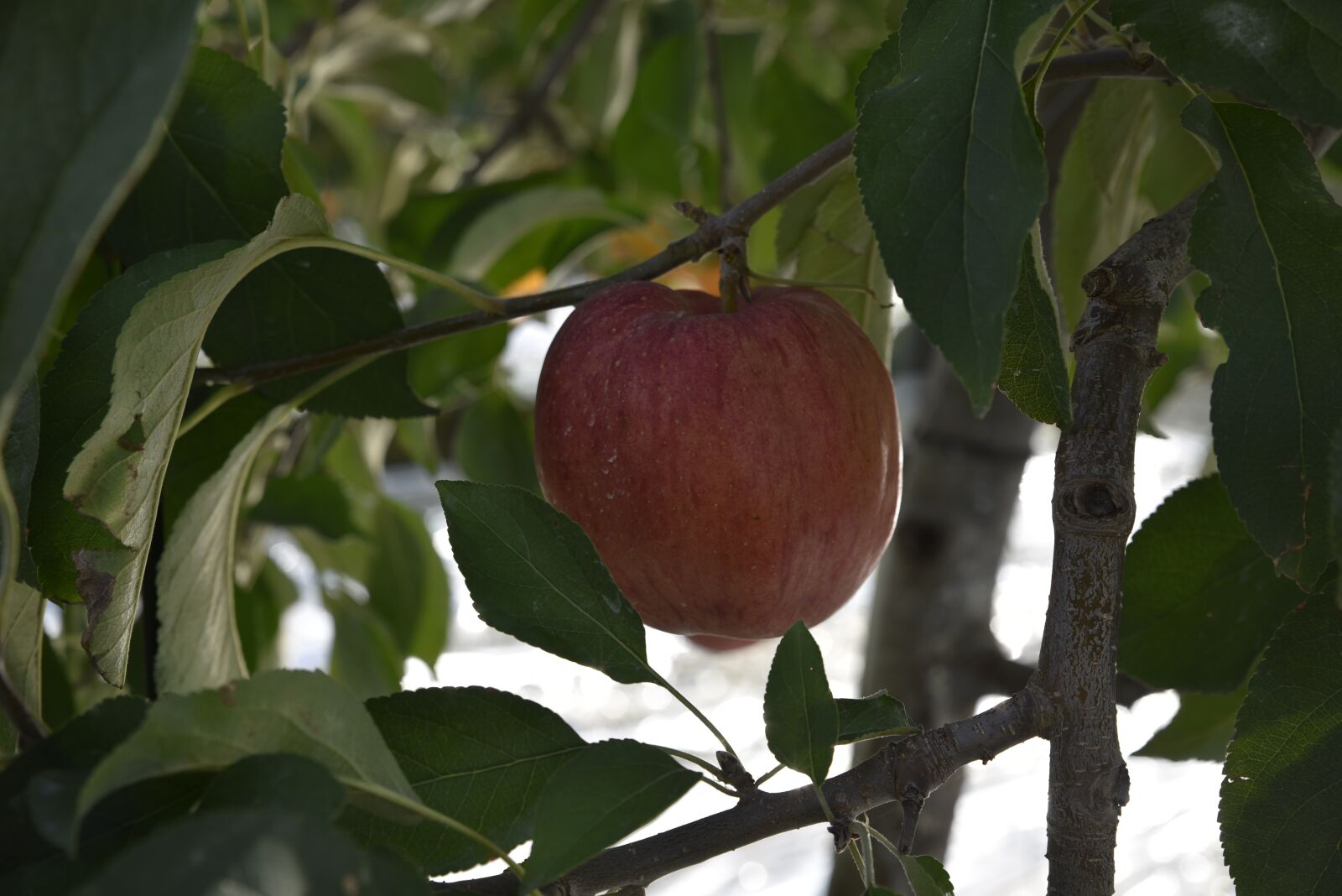 Nikon D750 sample photo. Apple, fruit, apple tree photography