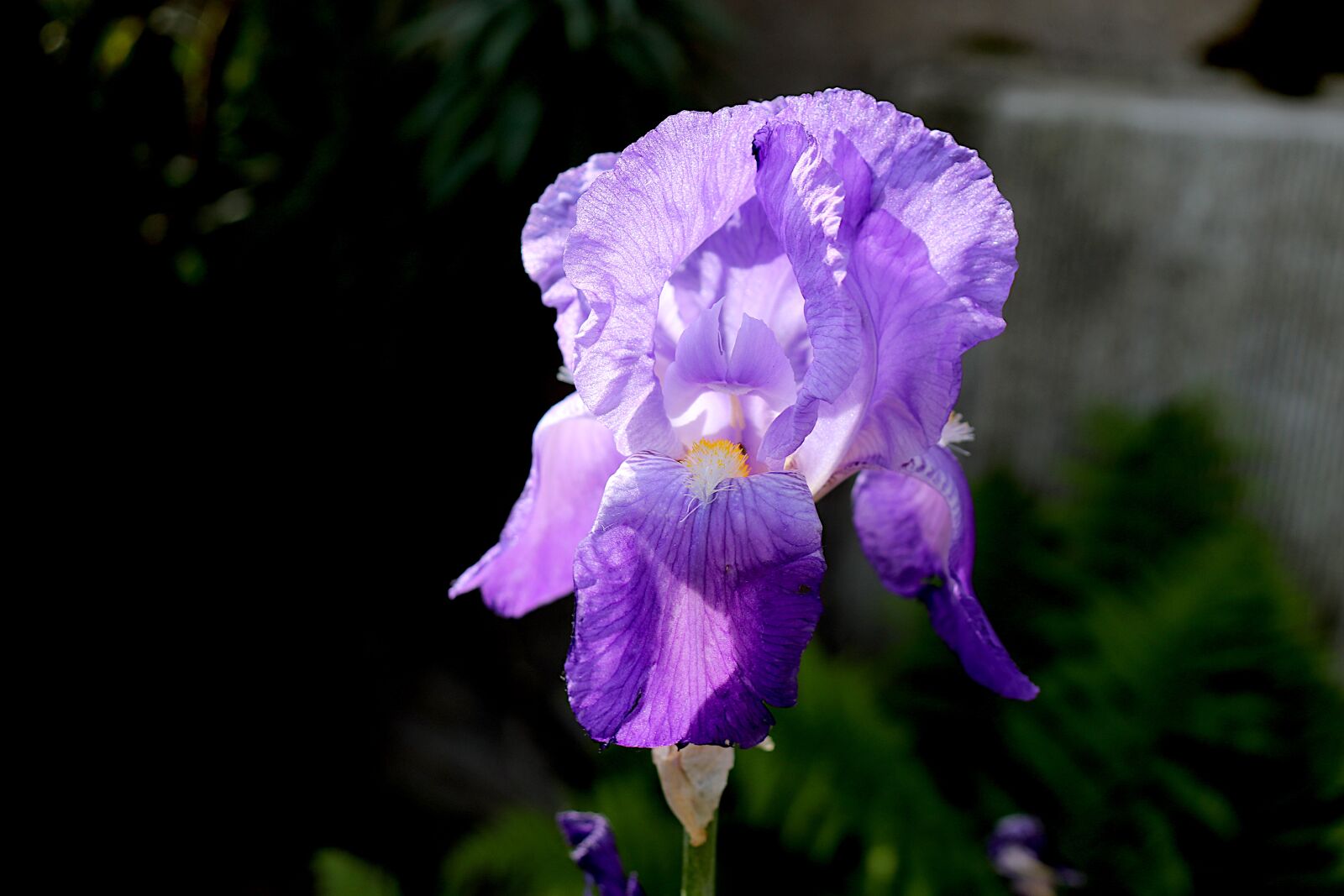 Canon EOS 800D (EOS Rebel T7i / EOS Kiss X9i) sample photo. Iris, plants, flowers photography