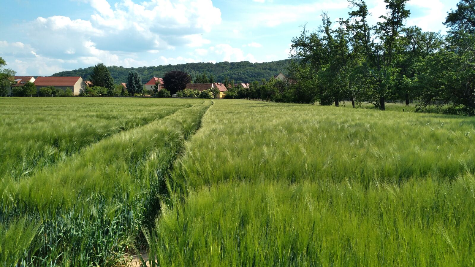 nubia Z11 MINI sample photo. Sörnewitz, cornfield, boselfelsen photography