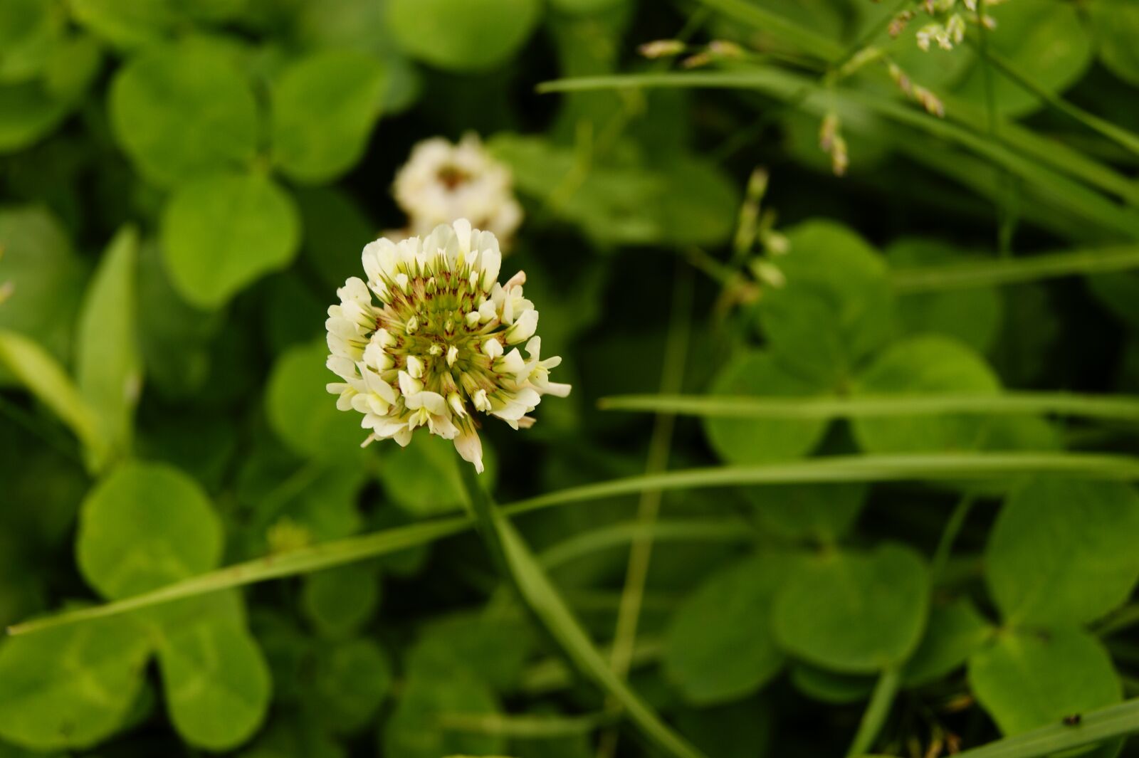 Sony Alpha DSLR-A390 sample photo. Clover, happiness, green photography