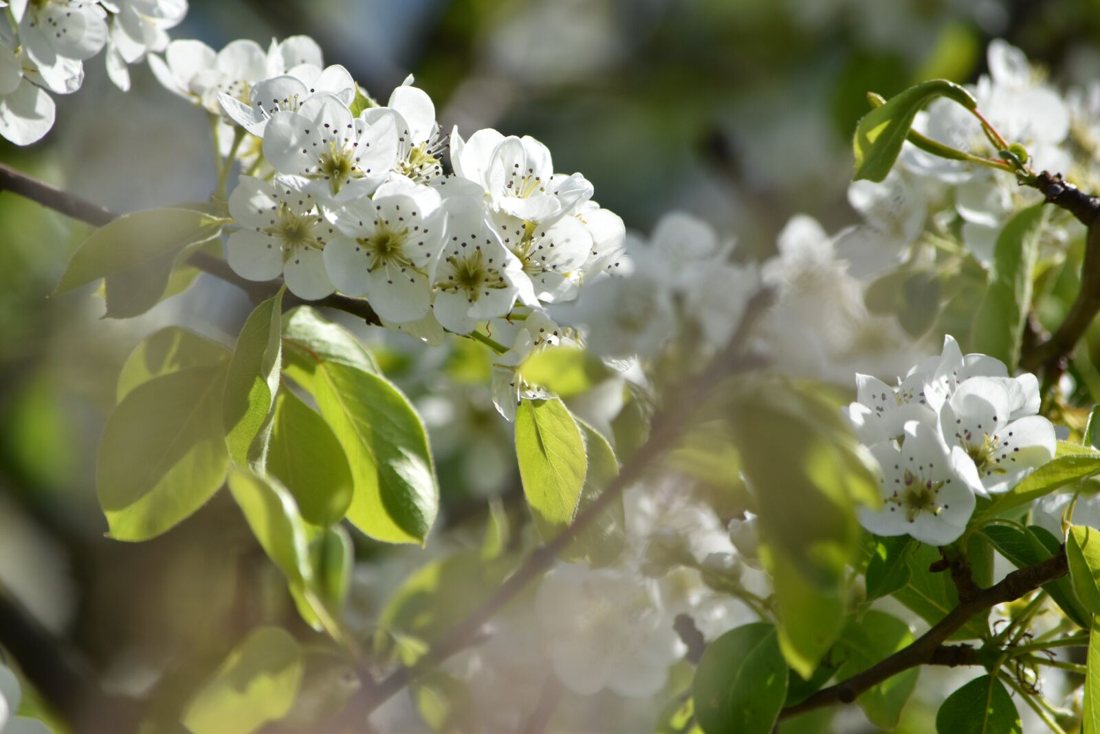 Nikon D5500 sample photo. Pear blossom, spring, summer photography