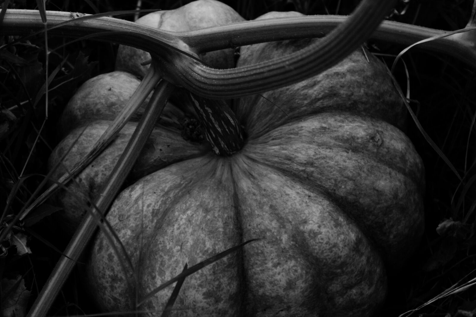 Canon EOS 1200D (EOS Rebel T5 / EOS Kiss X70 / EOS Hi) sample photo. Pumpkin, halloween, october photography