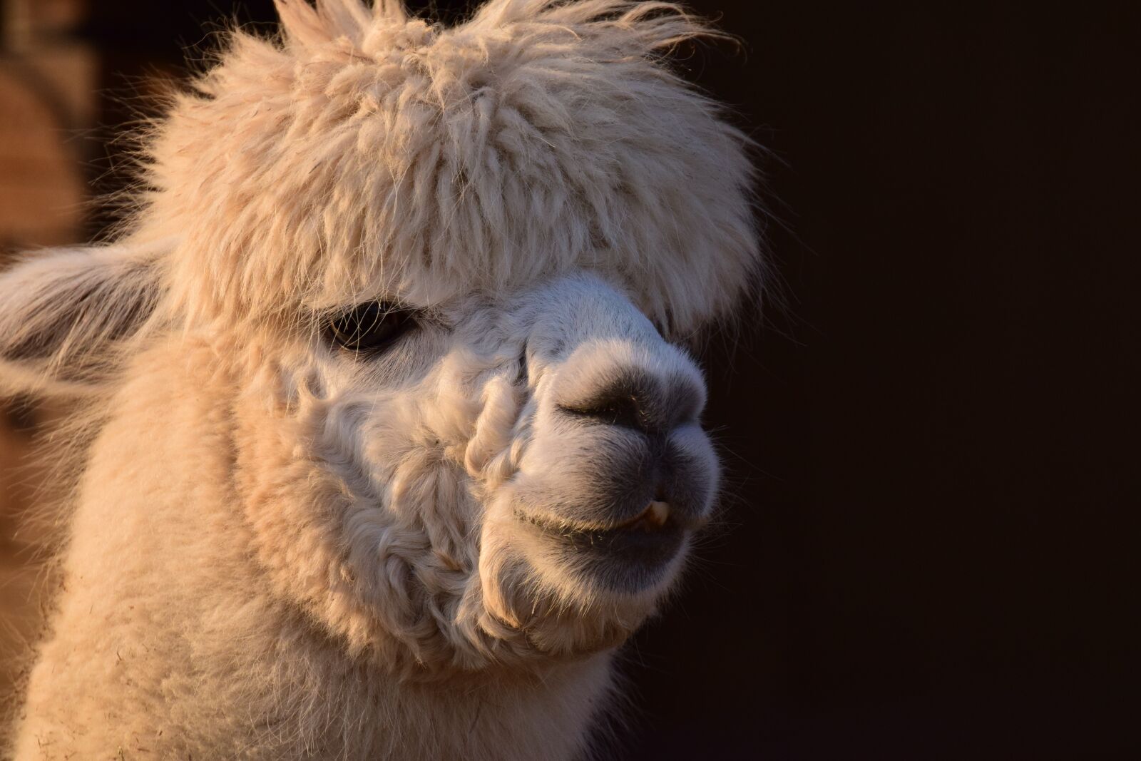 Nikon D3300 sample photo. Alpaca, animal, white photography