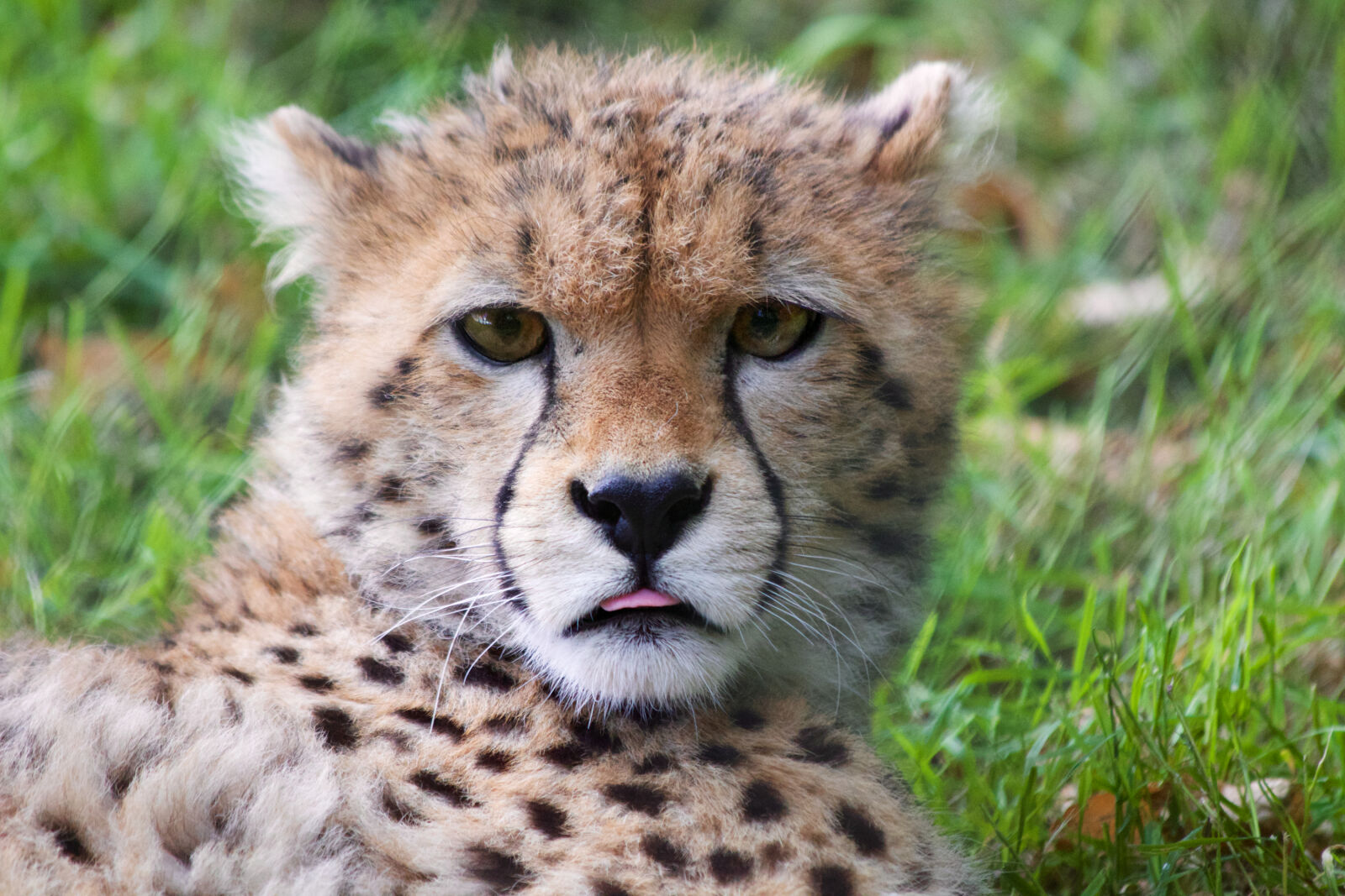 Canon EF 70-300mm F4-5.6 IS USM sample photo. Africa, animal, cat, mammal photography