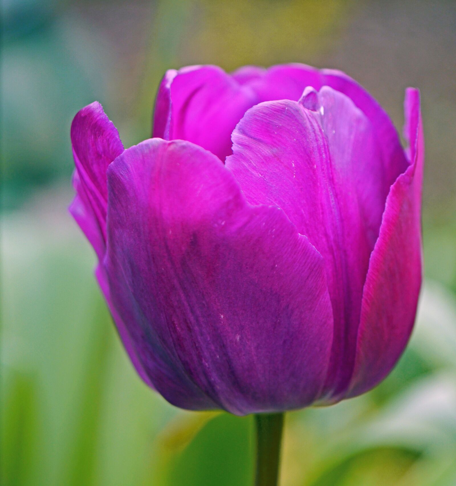 Panasonic Lumix DMC-G3 sample photo. Tulip, la violetta, blossom photography