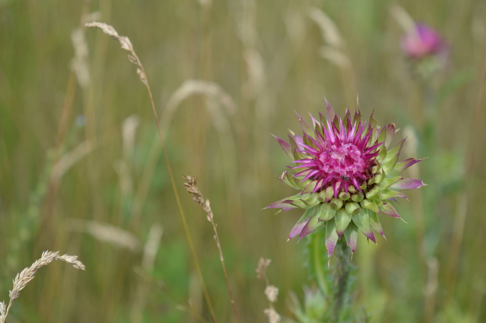 Nikon D3200 sample photo. Thistle field, the lone photography