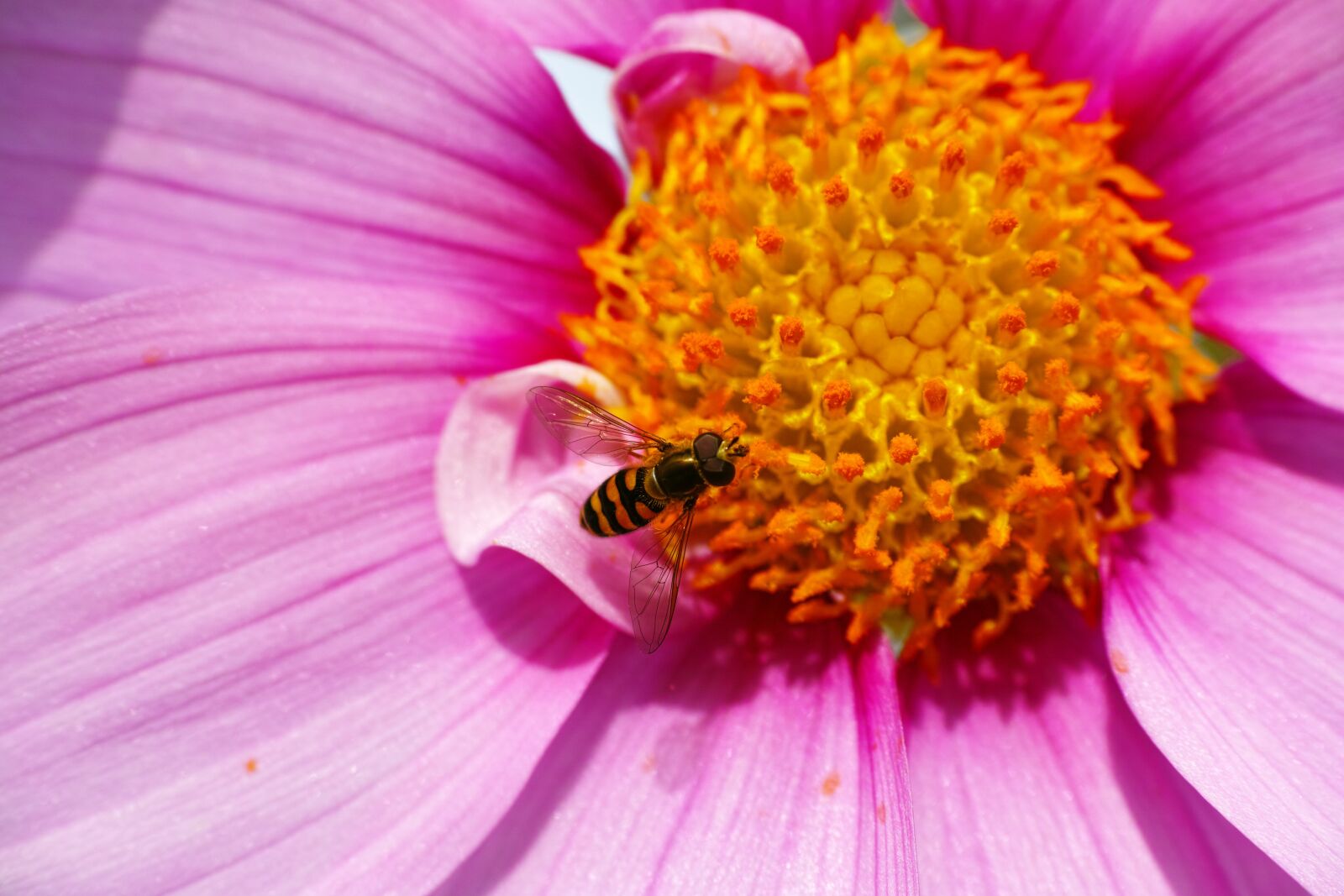 Sigma DP3 Merrill sample photo. Hoverflies, cosmos, pollen photography