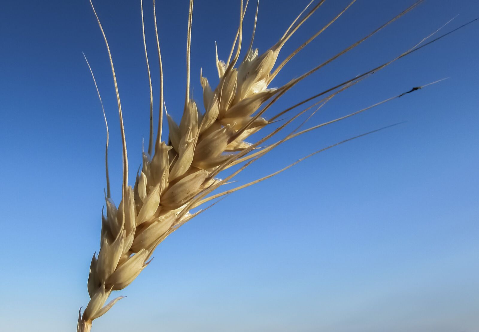 Canon PowerShot SX400 IS sample photo. Wheat, ear, golden photography