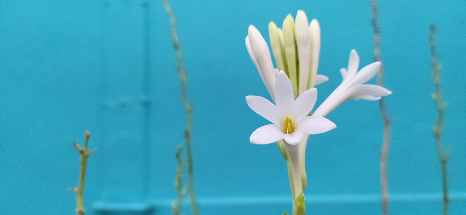 Xiaomi Redmi Note 8 sample photo. Tuberose, flower, polianthes tuberosa photography