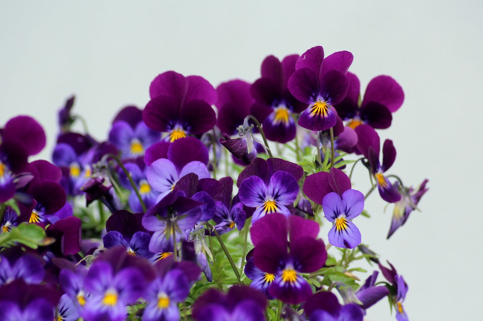 Canon EOS 1200D (EOS Rebel T5 / EOS Kiss X70 / EOS Hi) sample photo. Pansies, flowers, violet photography