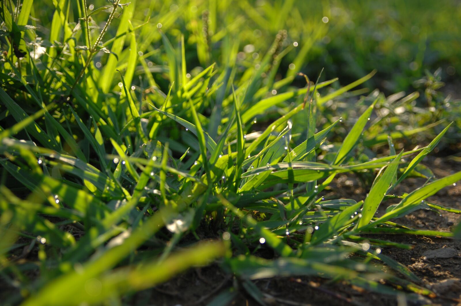 Nikon D2Xs sample photo. Dew, morning, herb photography